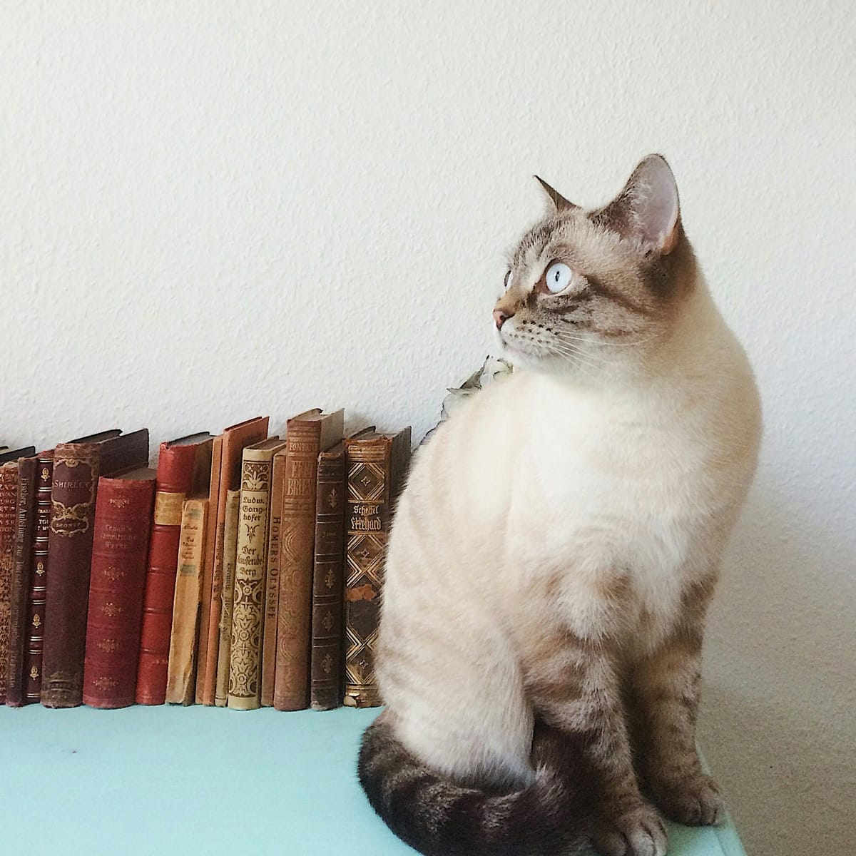 Nguyễn Minh Tuyết avatar